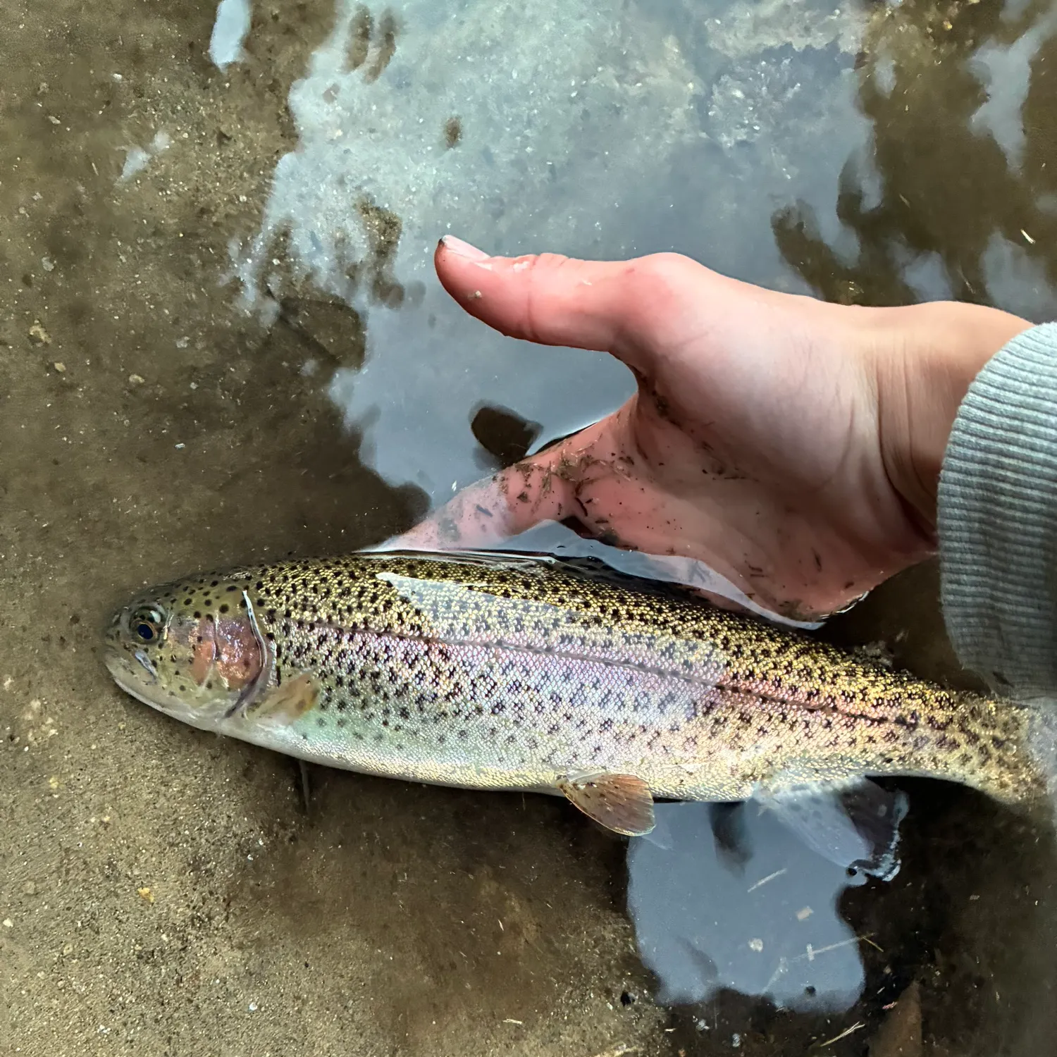 Rainbow trout caught on Fishbrain
