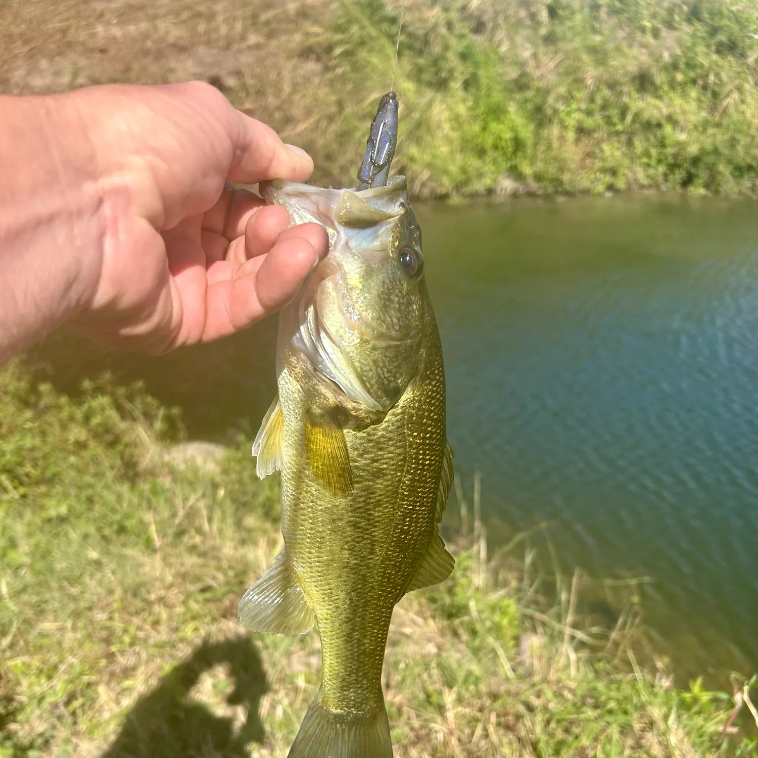 Largemouth bass caught on Fishbrain
