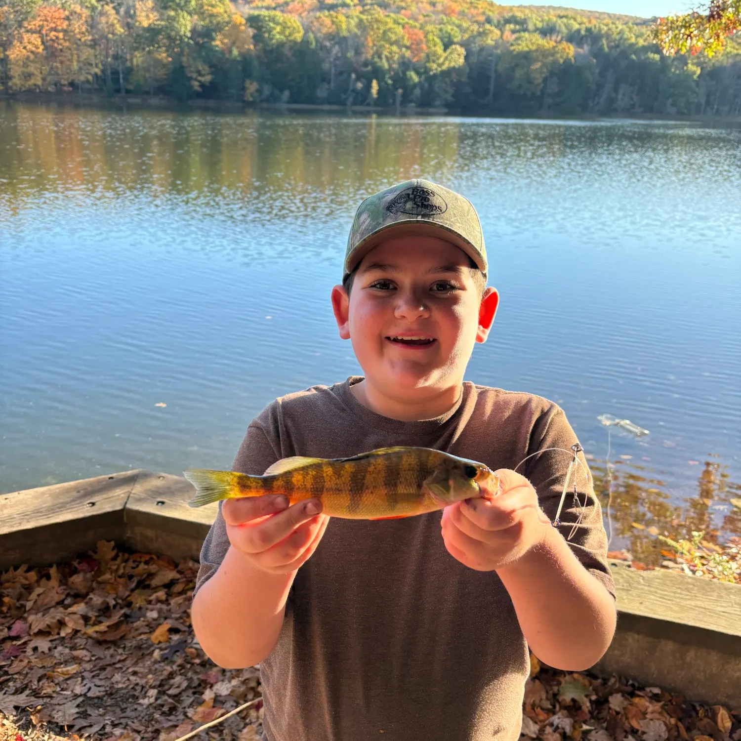 Yellow perch caught on Fishbrain