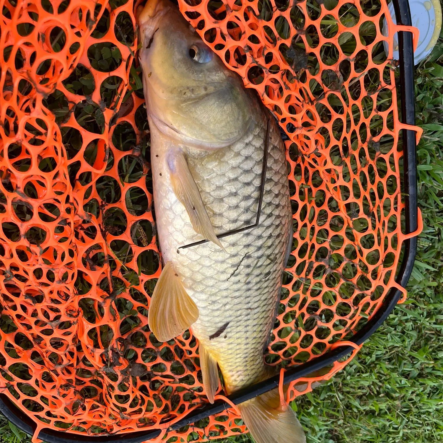 Common carp caught on Fishbrain