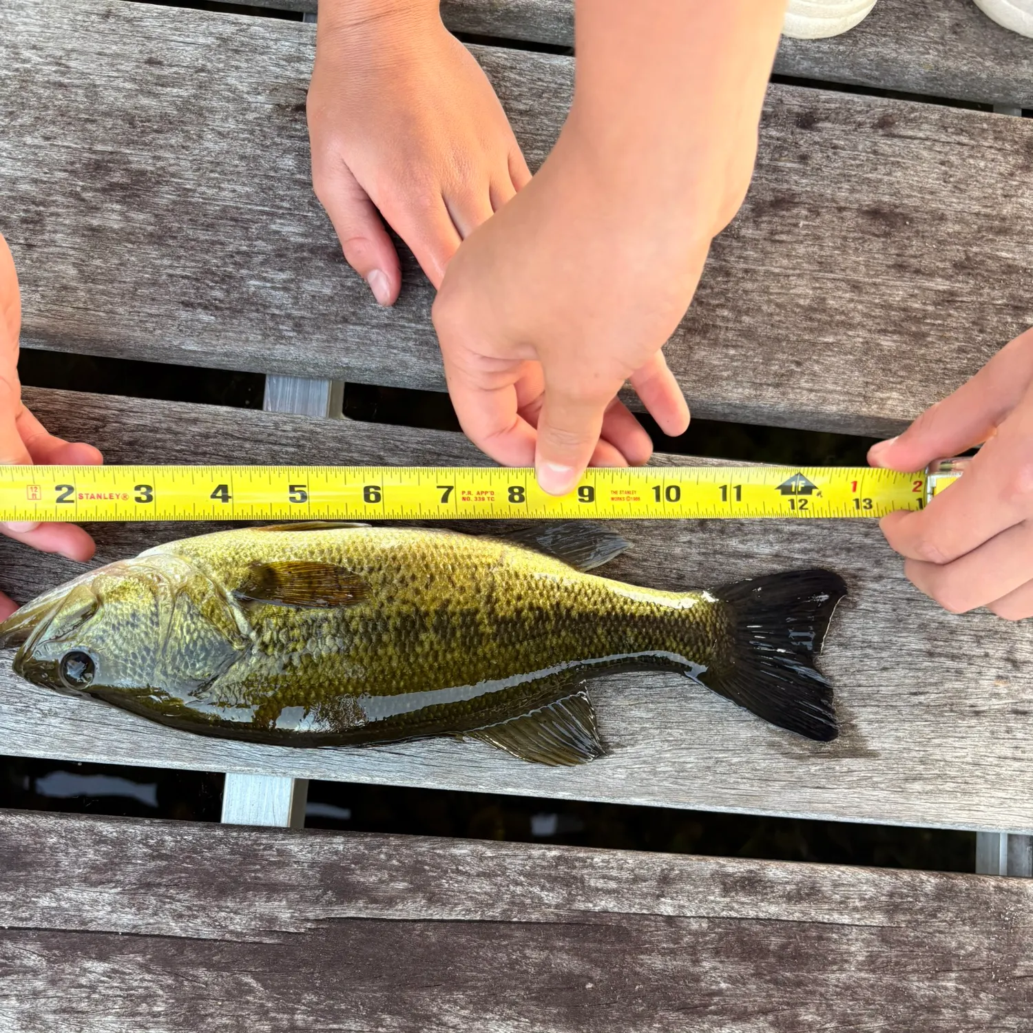 recently logged catches