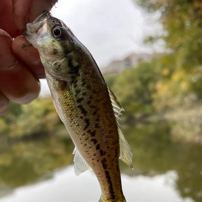Fish caught on Fishbrain