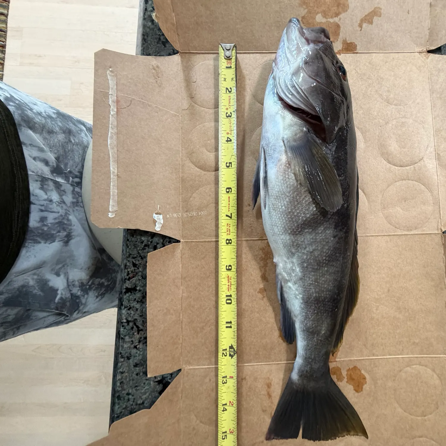 Barred sand bass caught on Fishbrain