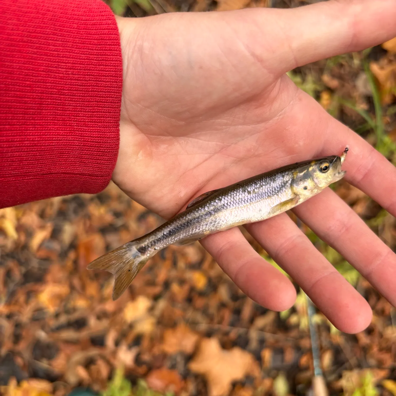 Creek chub caught on Fishbrain
