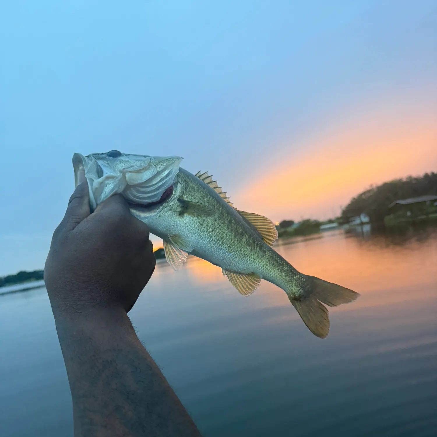 Largemouth bass caught on Fishbrain