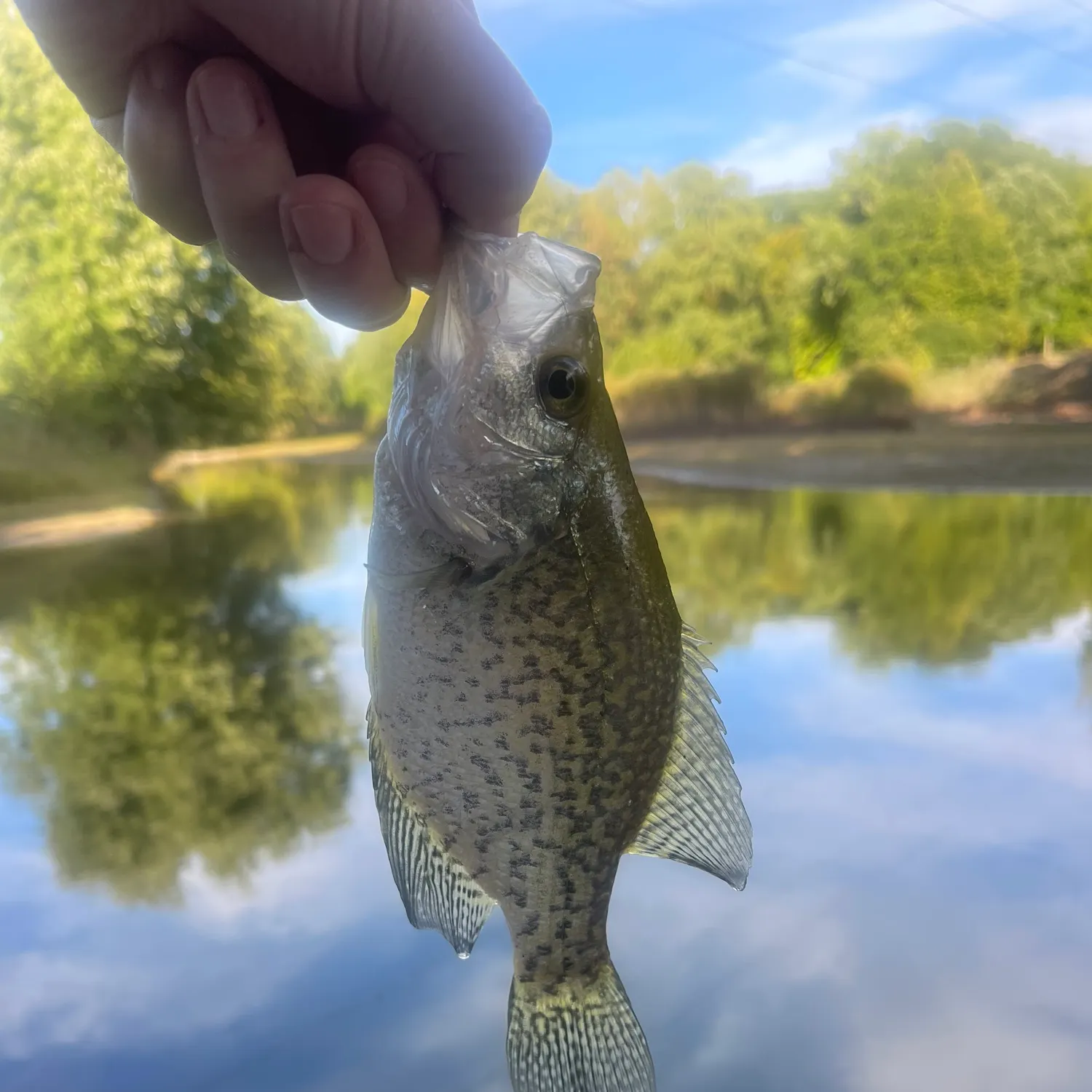 Black crappie caught on Fishbrain