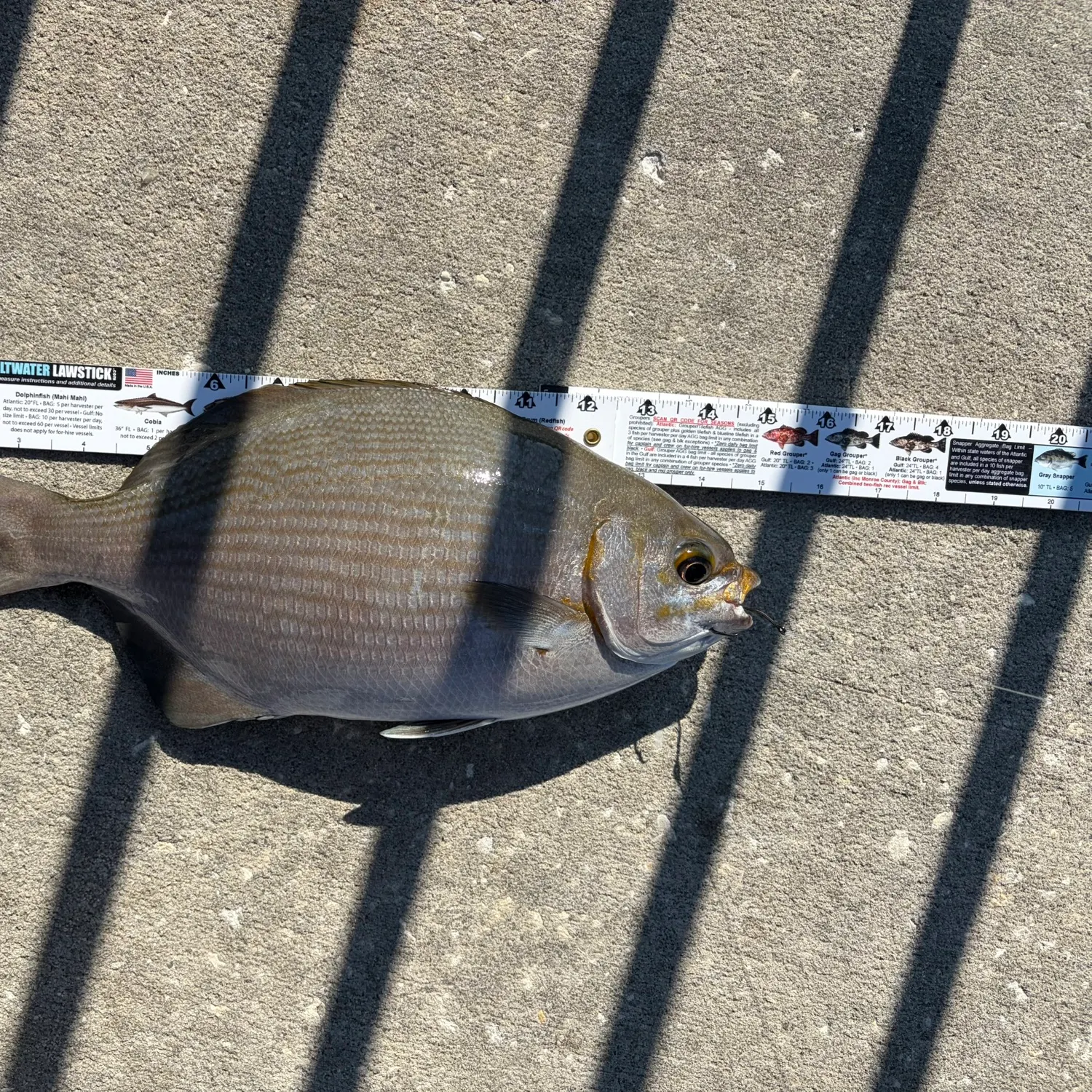 The most recent Bermuda sea chub catches on Fishbrain