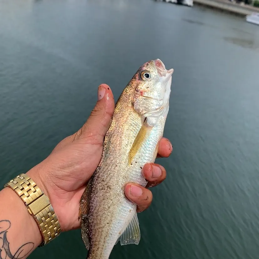 The most recent White croaker catches on Fishbrain