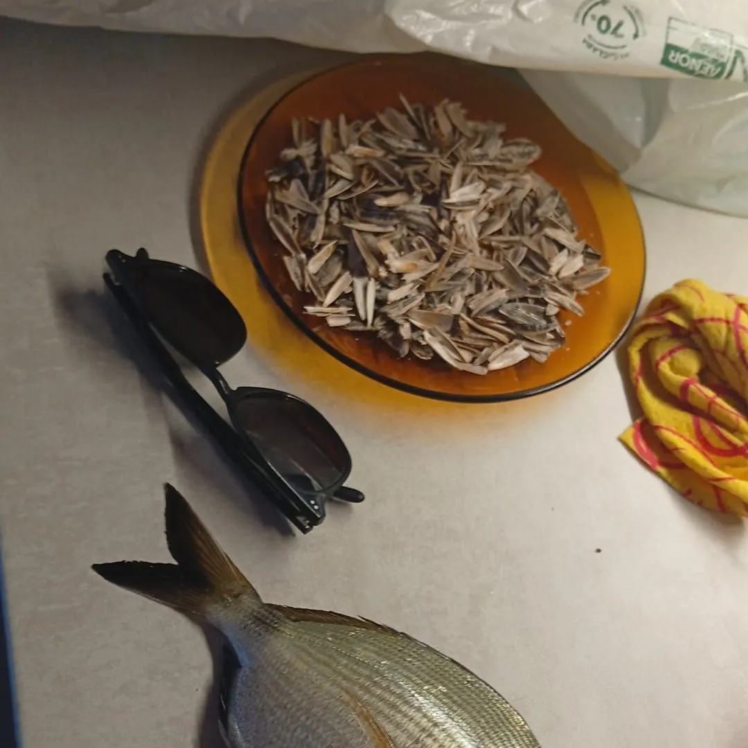 The most recent Dorada catches on Fishbrain