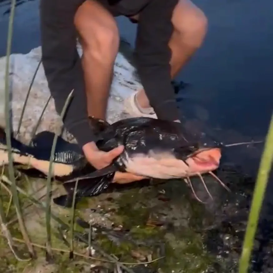 The most recent Redtail catfish catches on Fishbrain