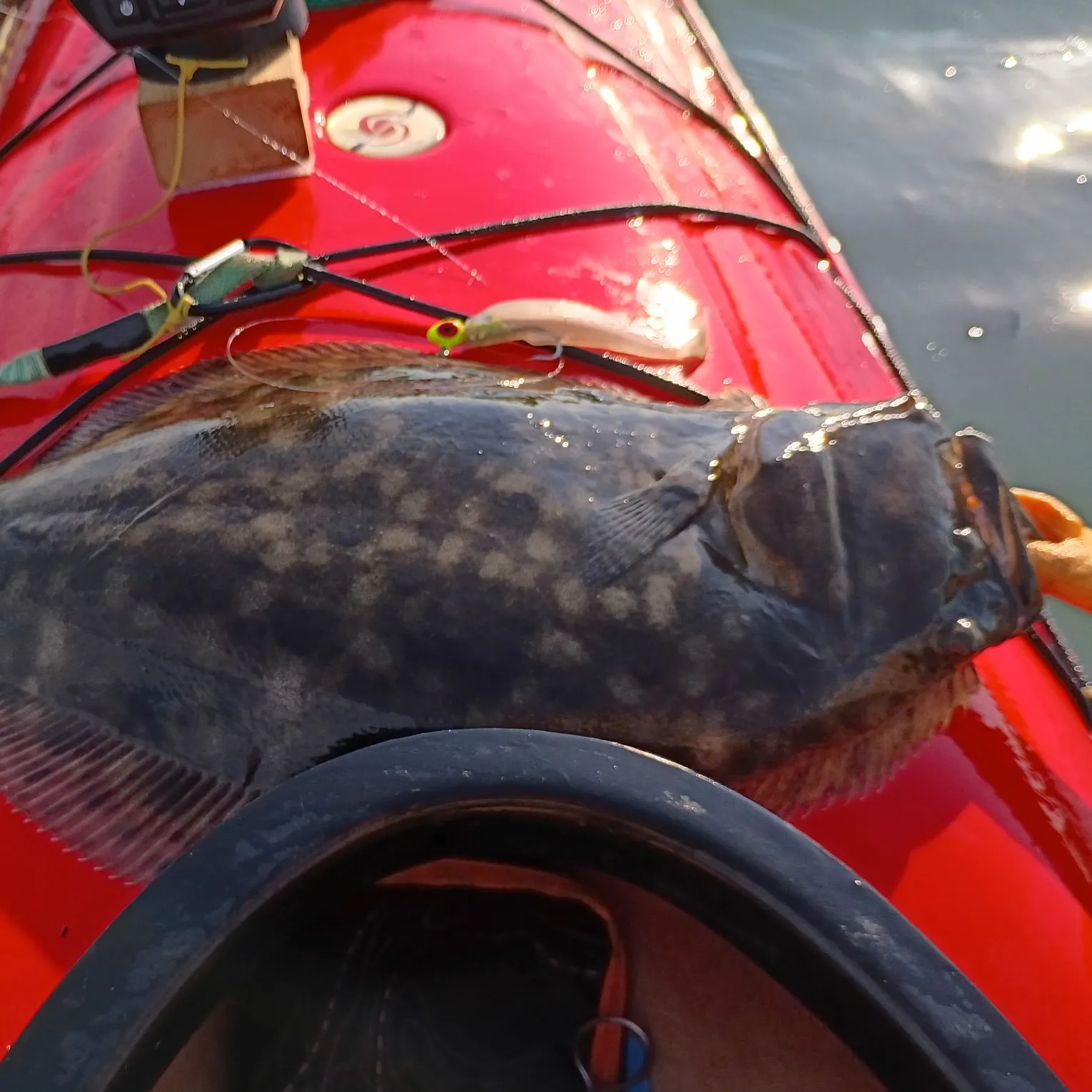Summer flounder caught on Fishbrain