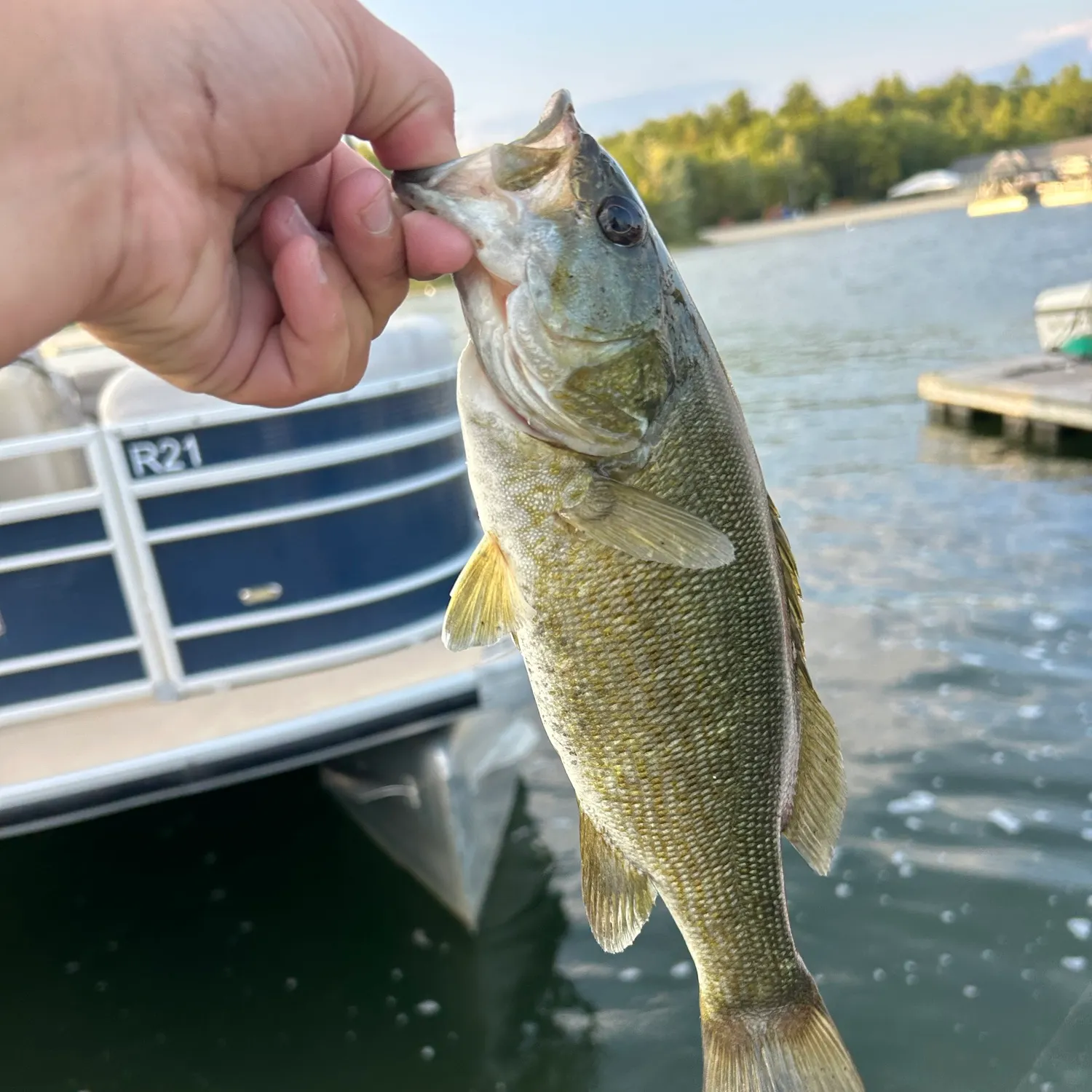 Smallmouth bass caught on Fishbrain