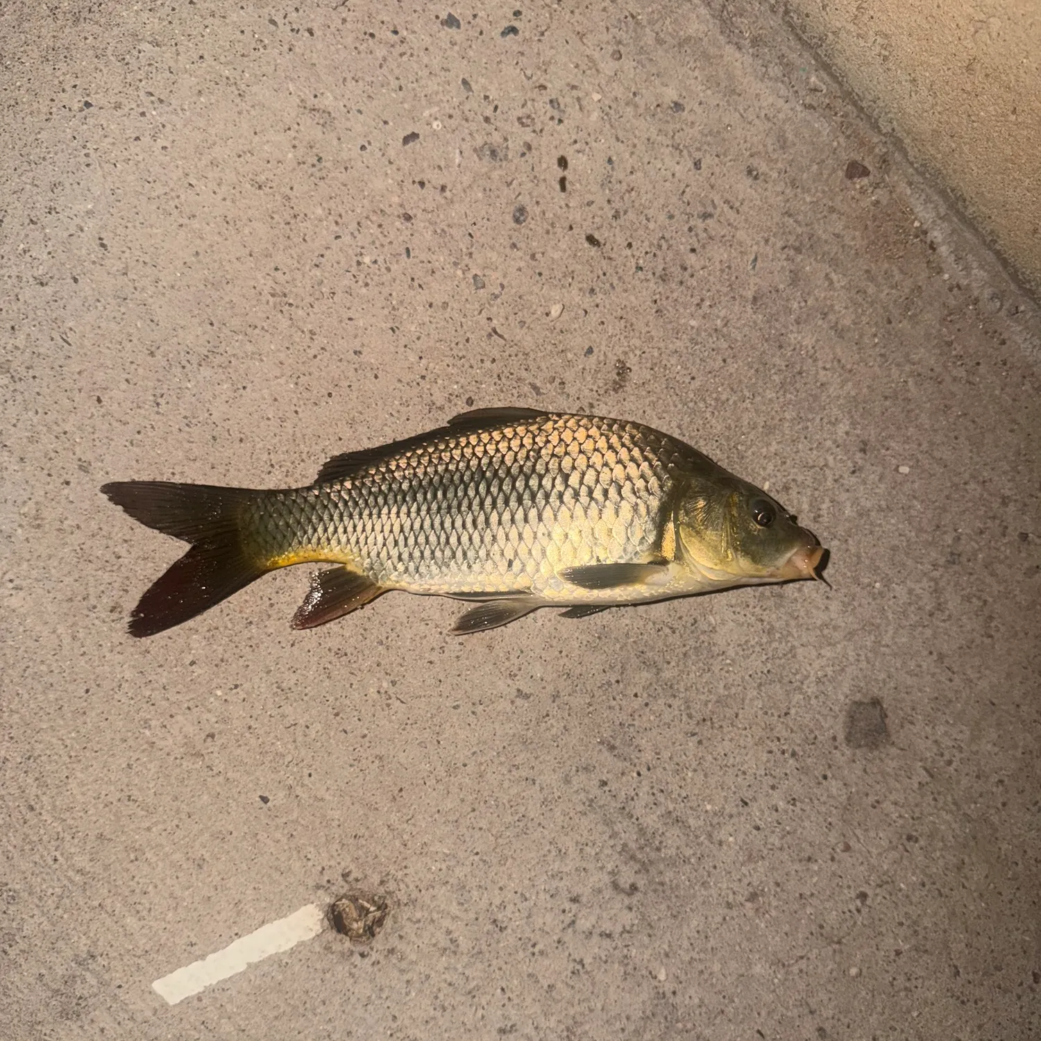 Common carp caught on Fishbrain