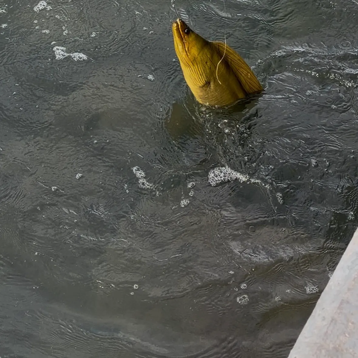The most recent Green moray catches on Fishbrain
