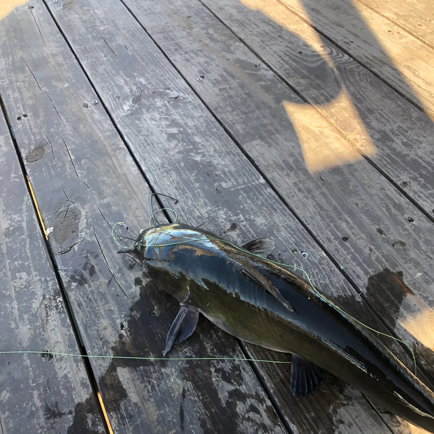 Channel catfish caught on Fishbrain