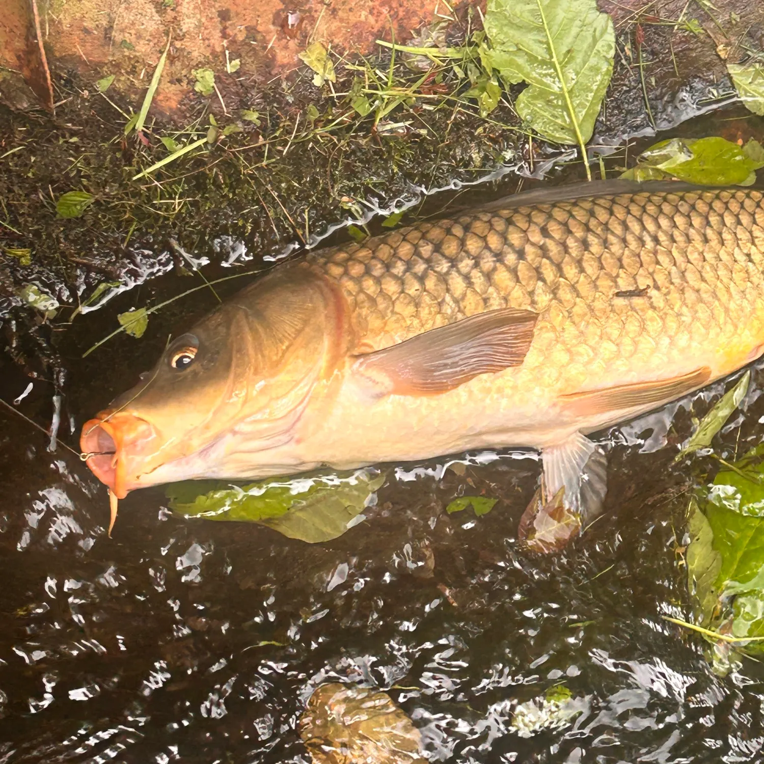 Common carp caught on Fishbrain