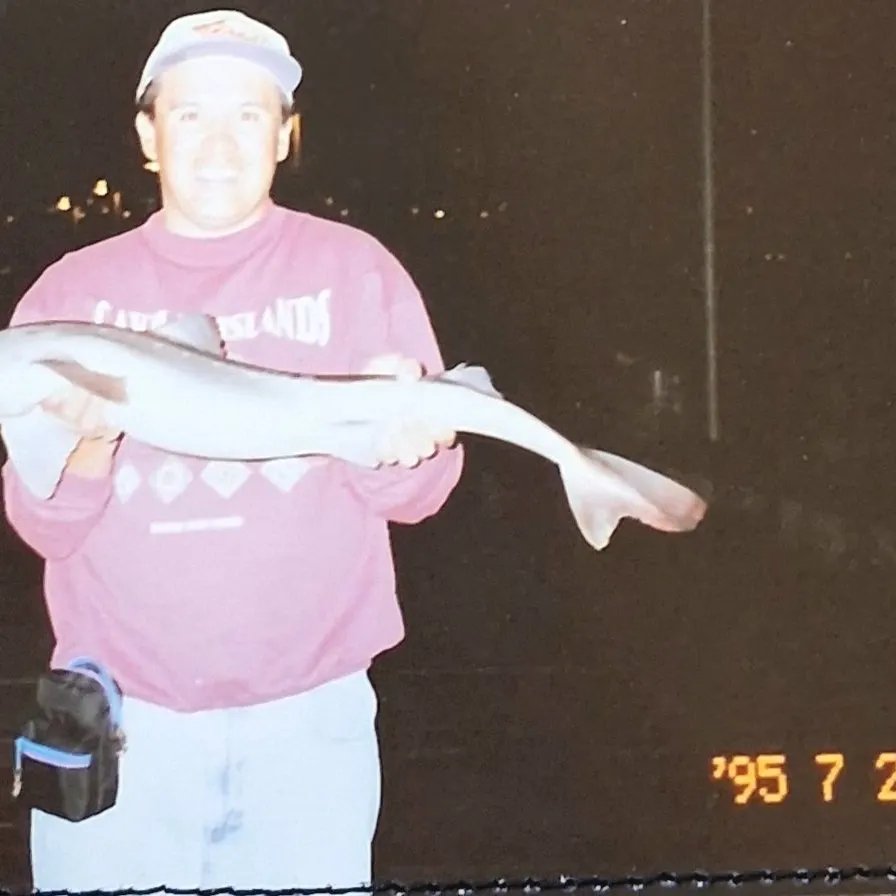 The most recent Rough longnose dogfish catches on Fishbrain