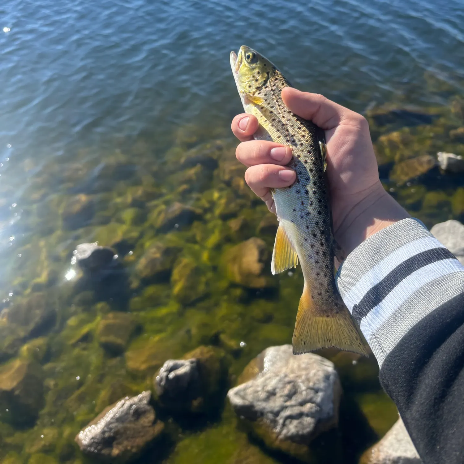 Brown trout caught on Fishbrain