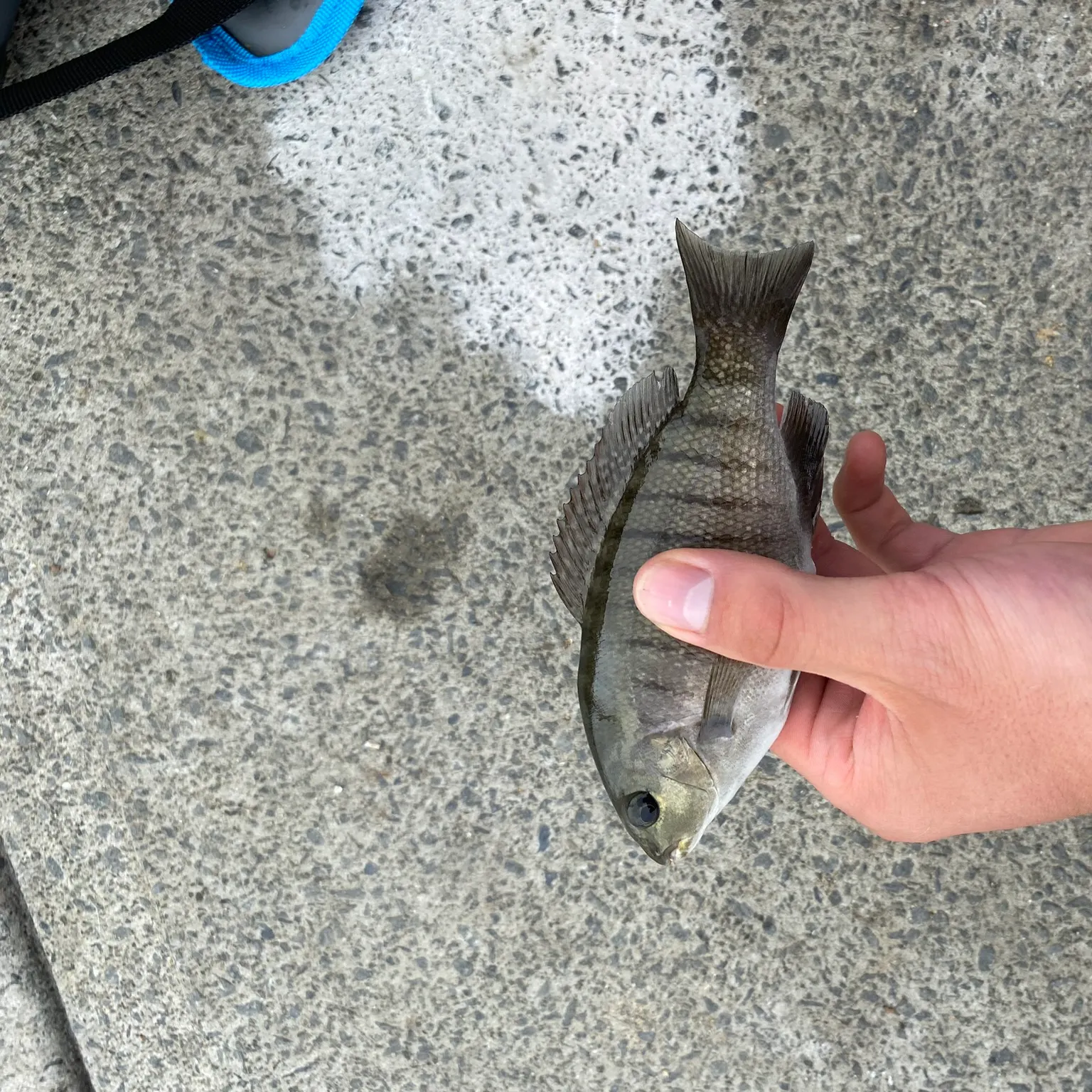 The most recent Luderick catches on Fishbrain