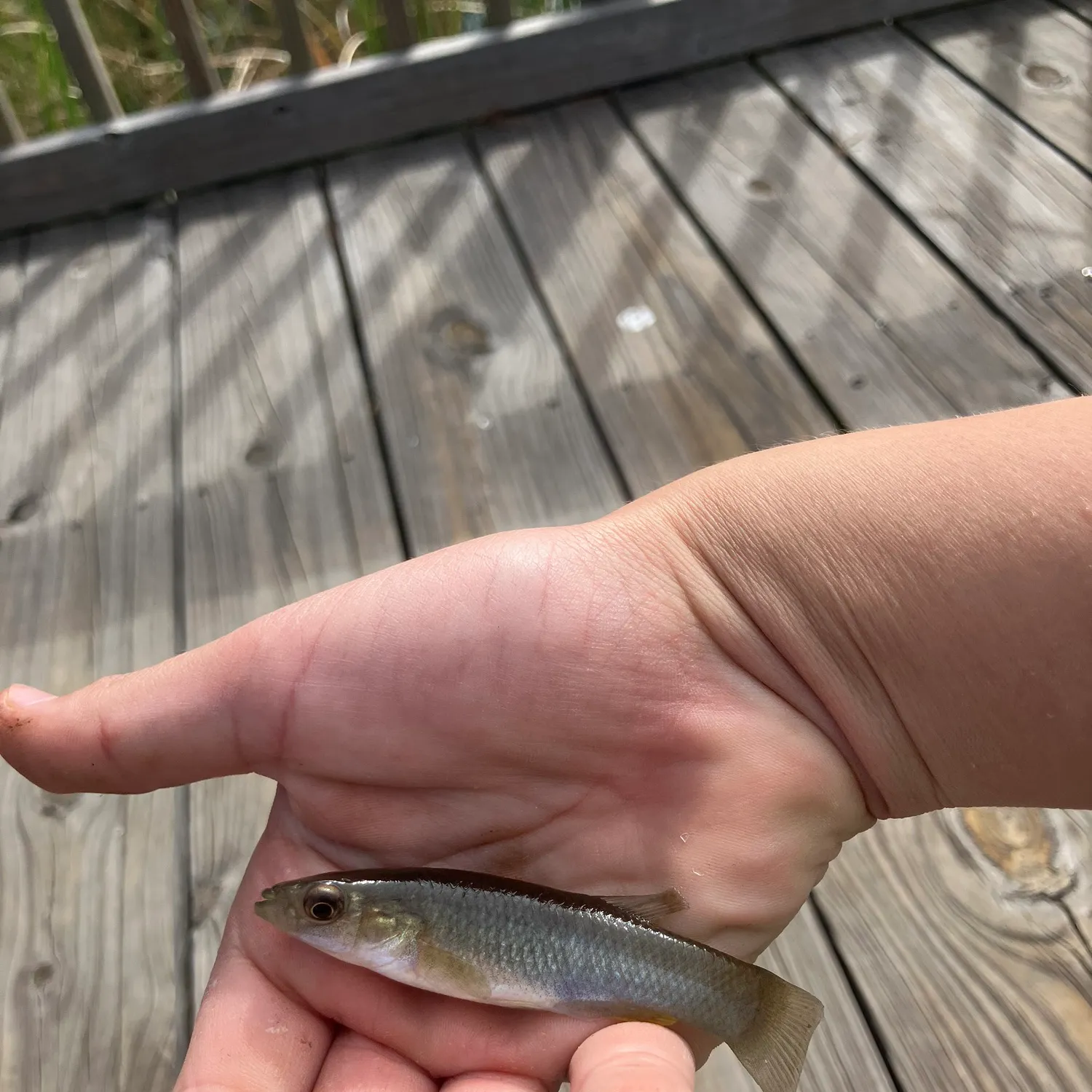 The most recent Gulf killifish catches on Fishbrain