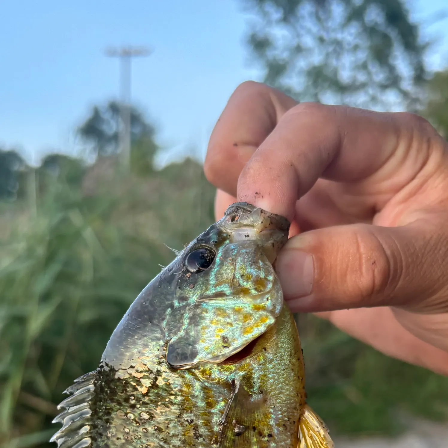 Greengill hybrid caught on Fishbrain