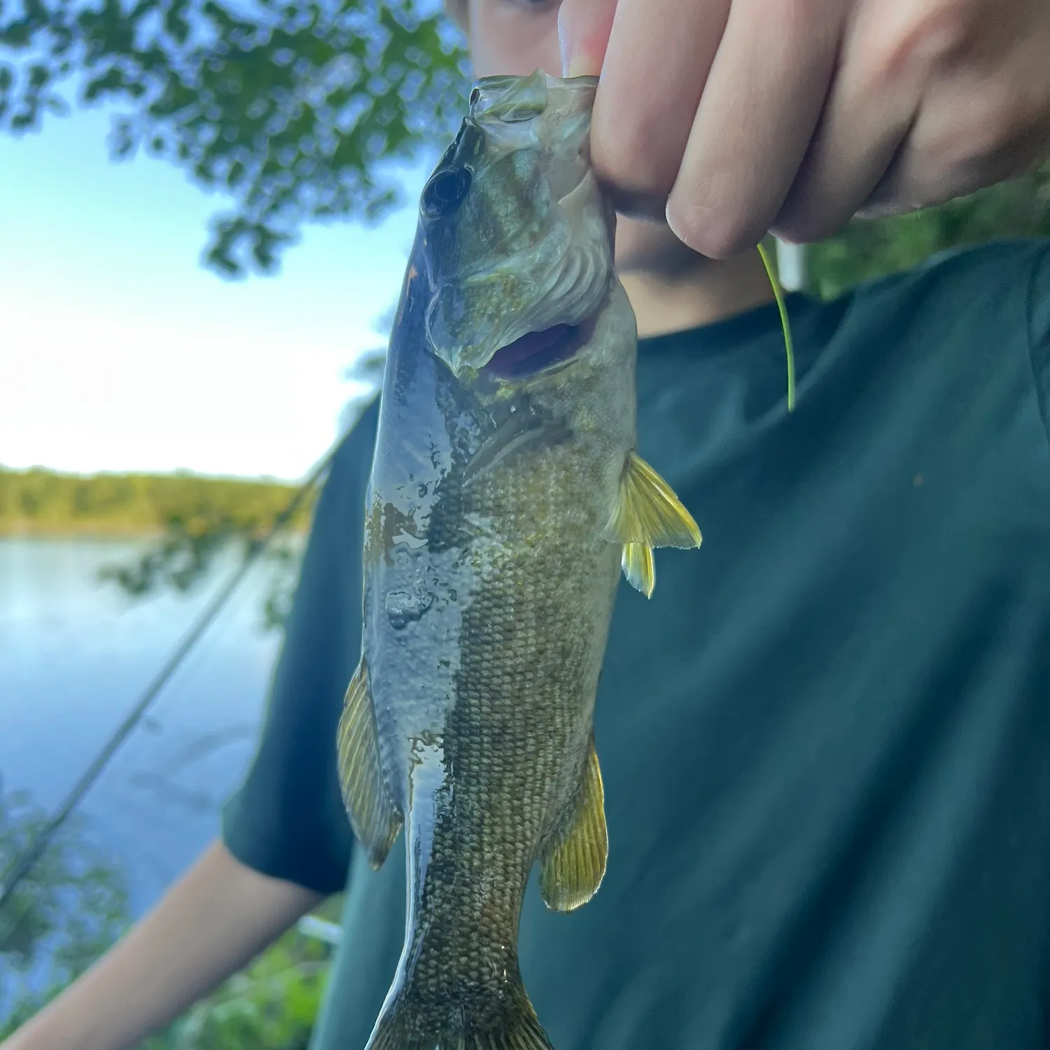 Smallmouth bass caught on Fishbrain