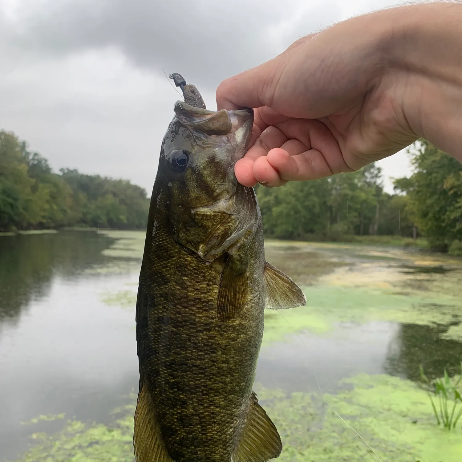 Smallmouth bass caught on Fishbrain