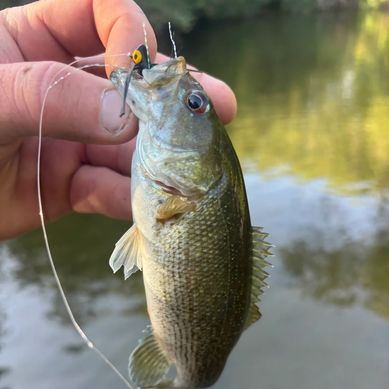 The most recent Redeye bass catches on Fishbrain