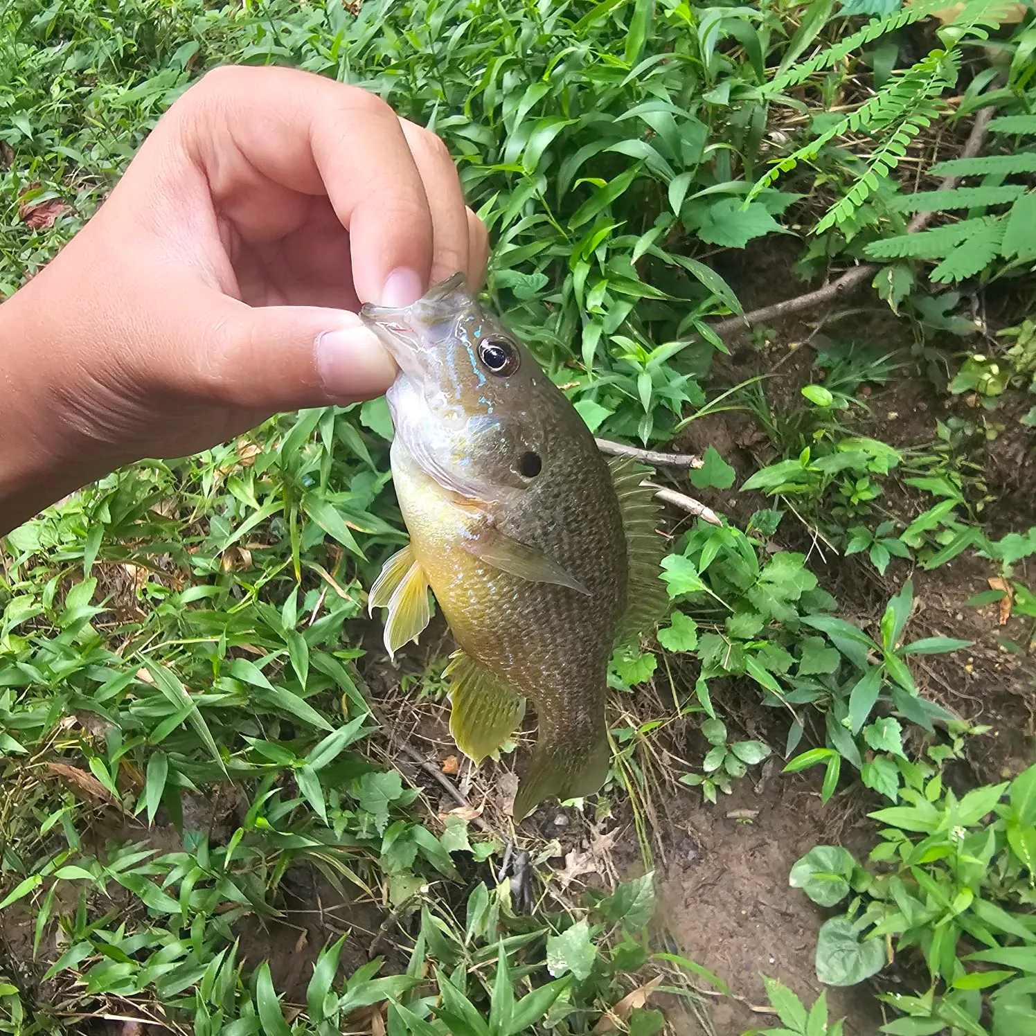 Green sunfish caught on Fishbrain
