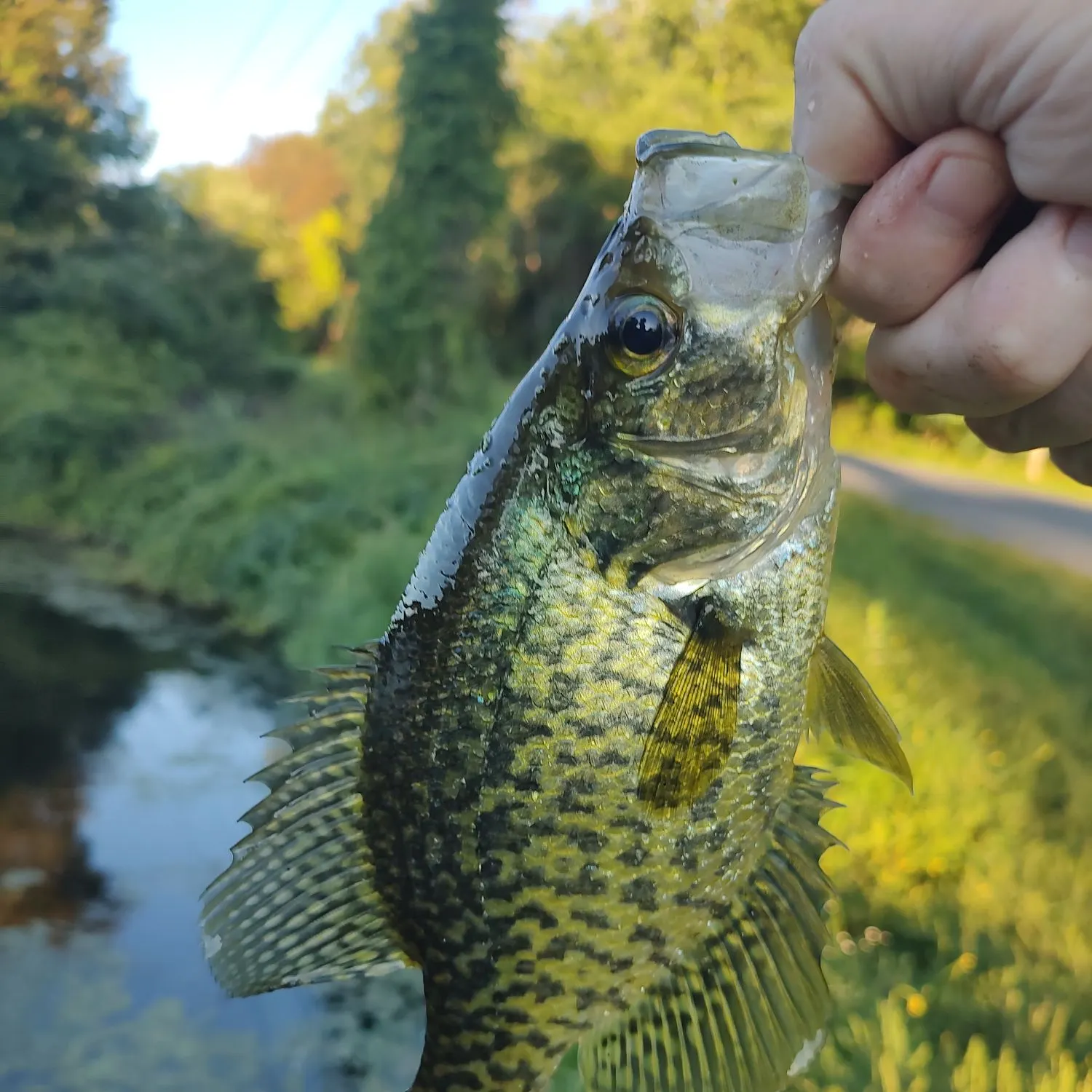 Black crappie caught on Fishbrain