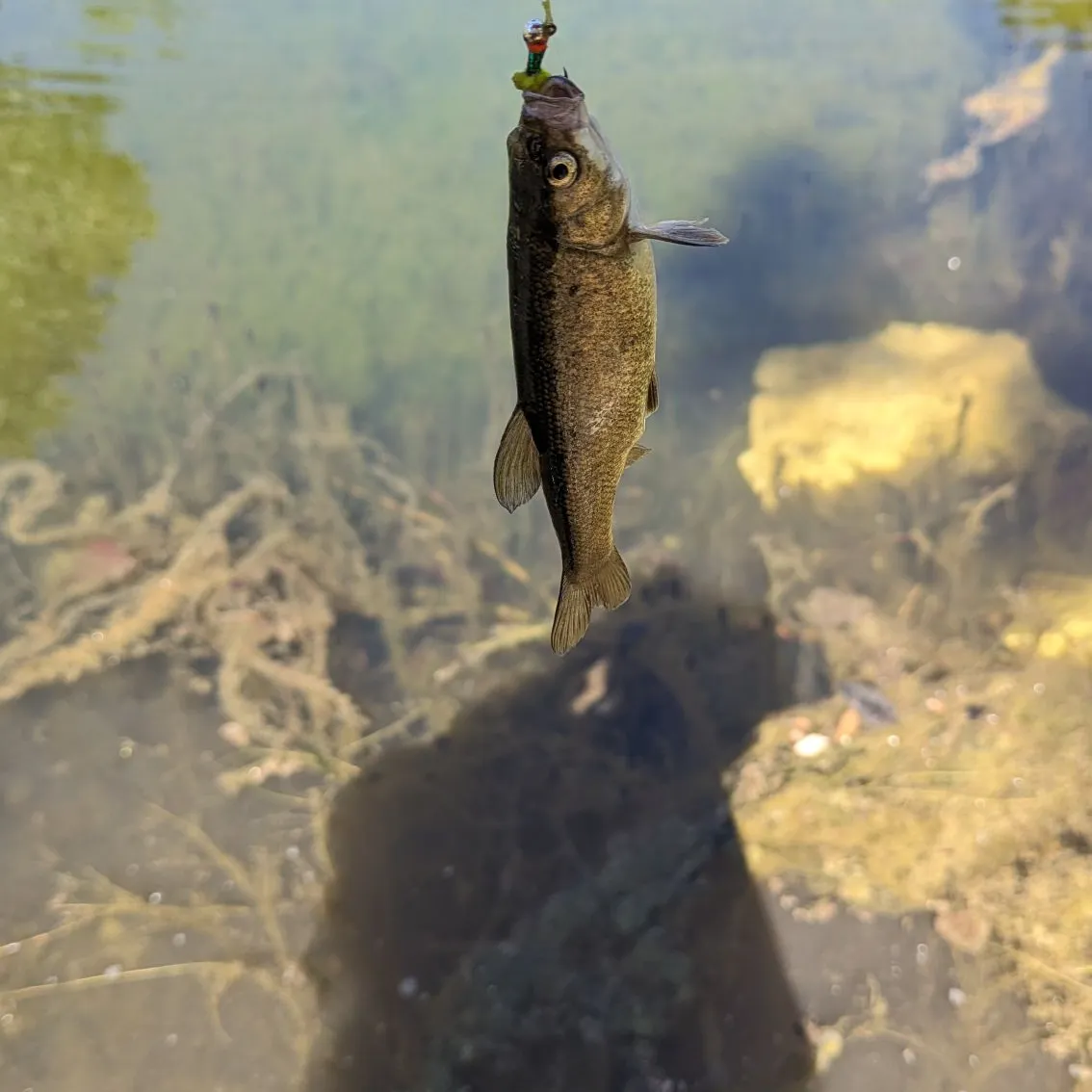 The most recent Utah chub catches on Fishbrain
