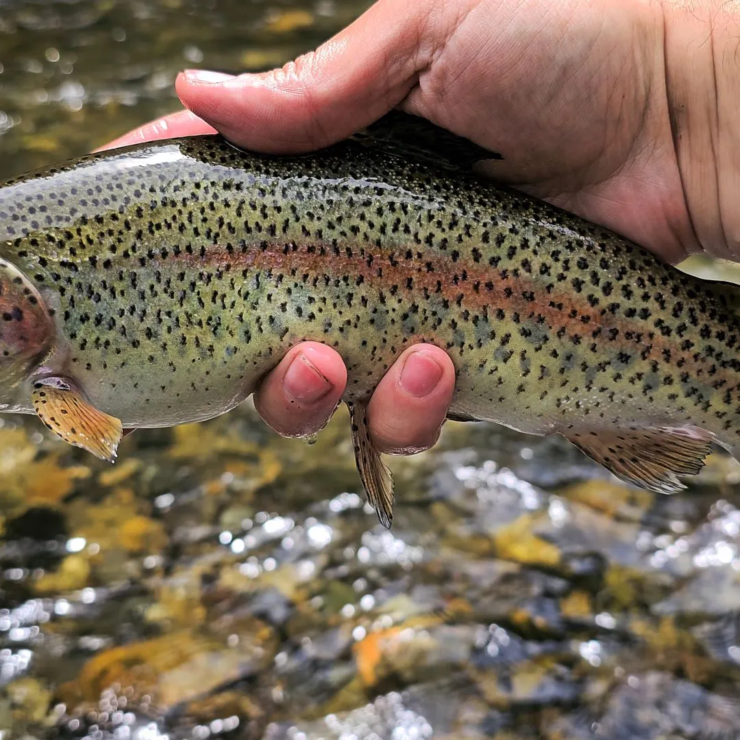 The most recent Columbia river redband trout catches on Fishbrain