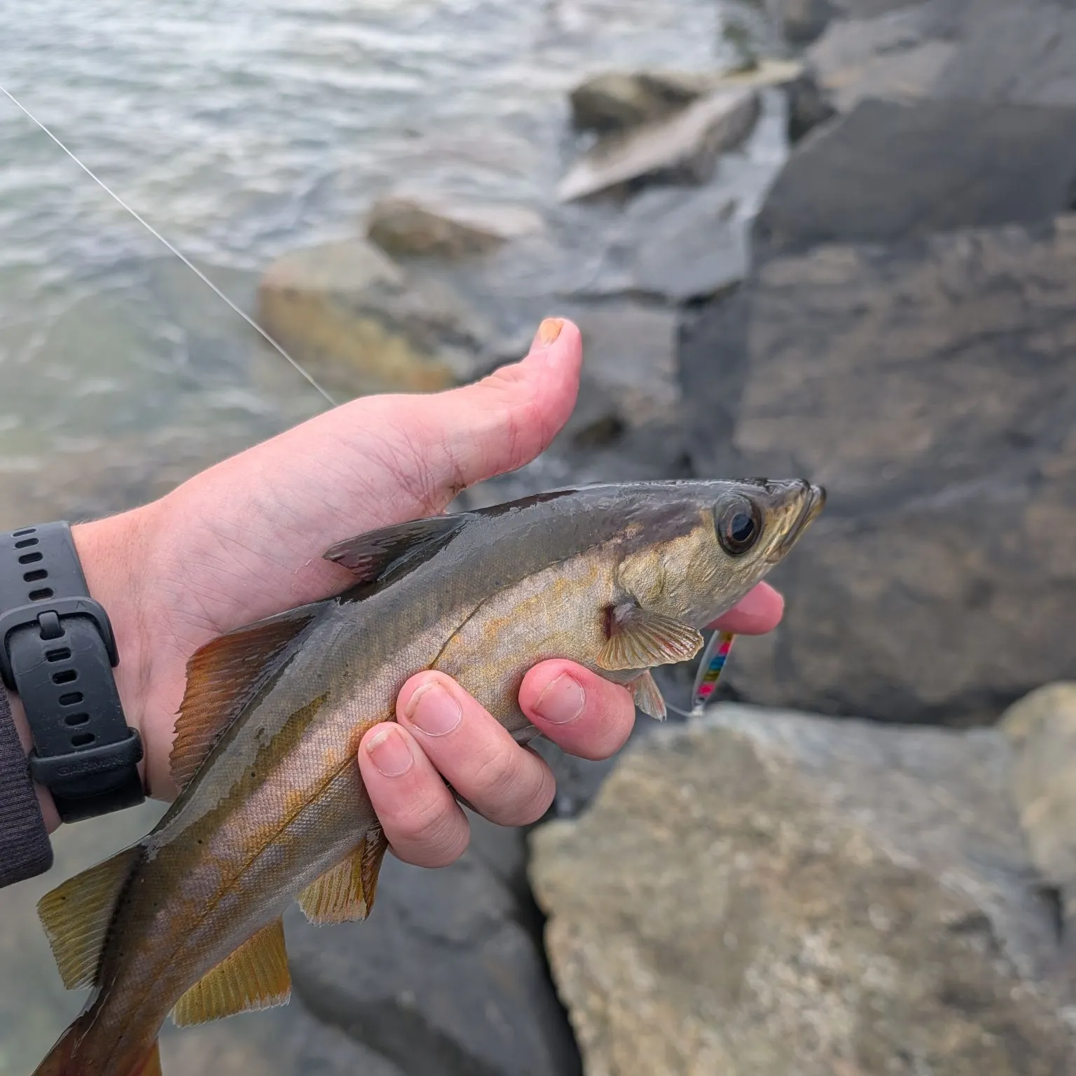 Alaska pollock caught on Fishbrain