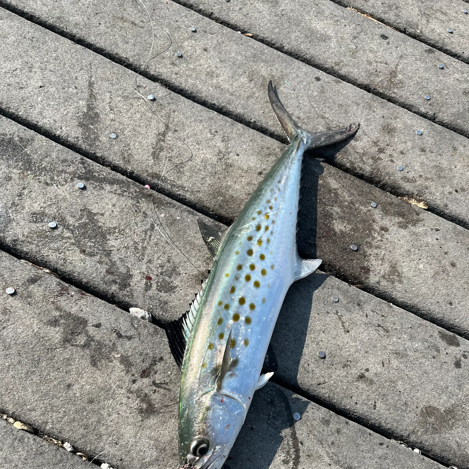 Spanish mackerel caught on Fishbrain