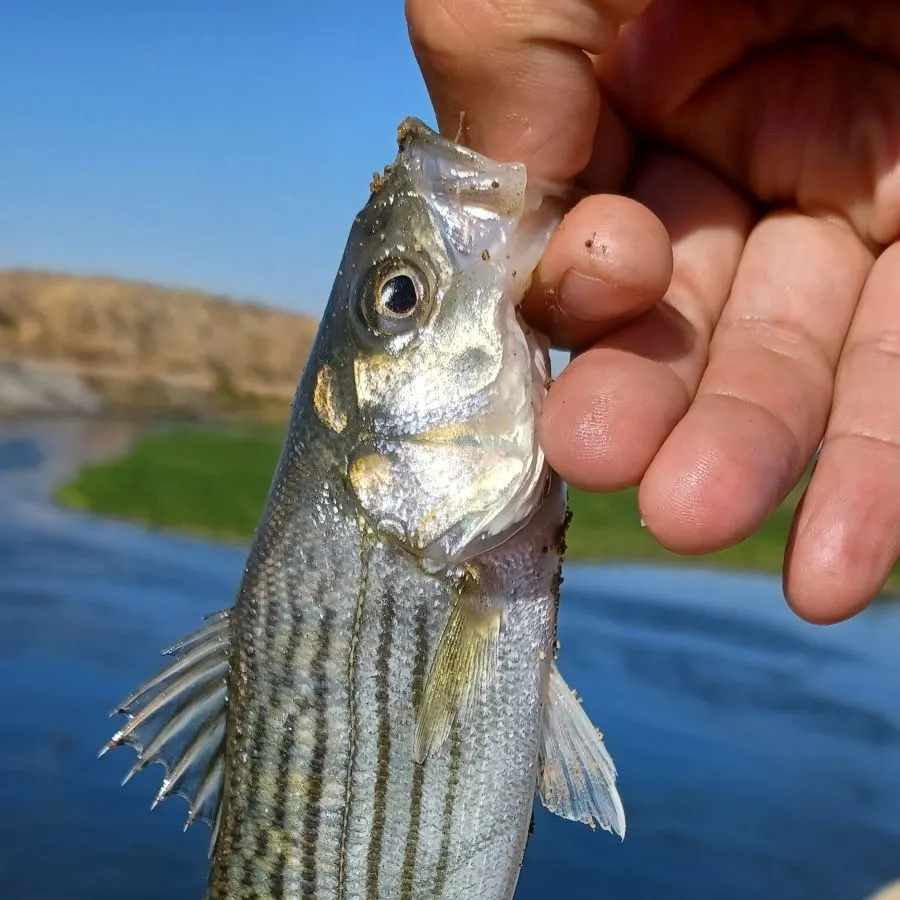 Striped bass caught on Fishbrain