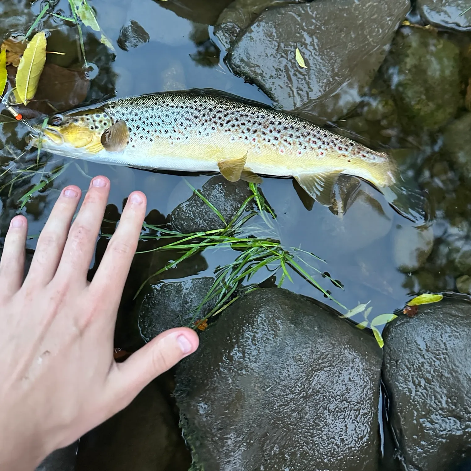 Brown trout caught on Fishbrain