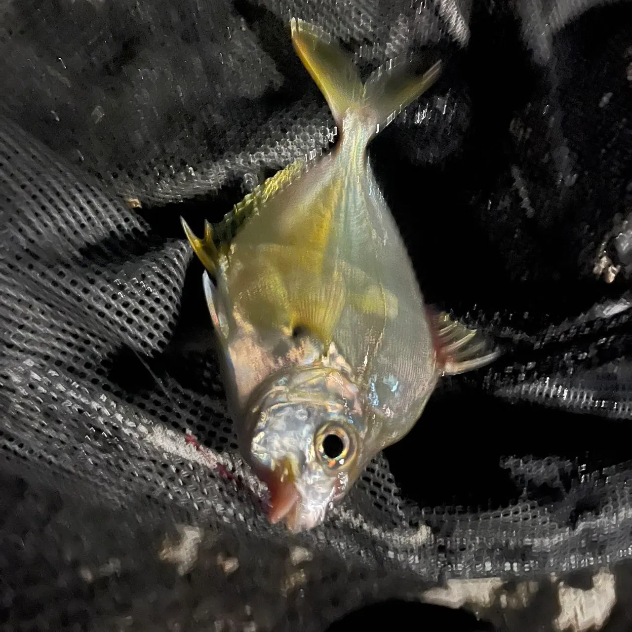 The most recent Common ponyfish catches on Fishbrain