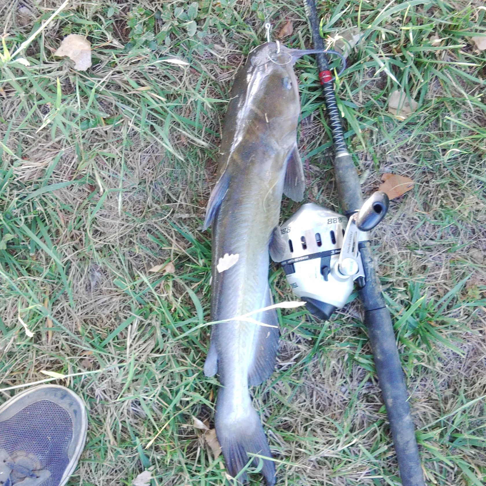 angler catch