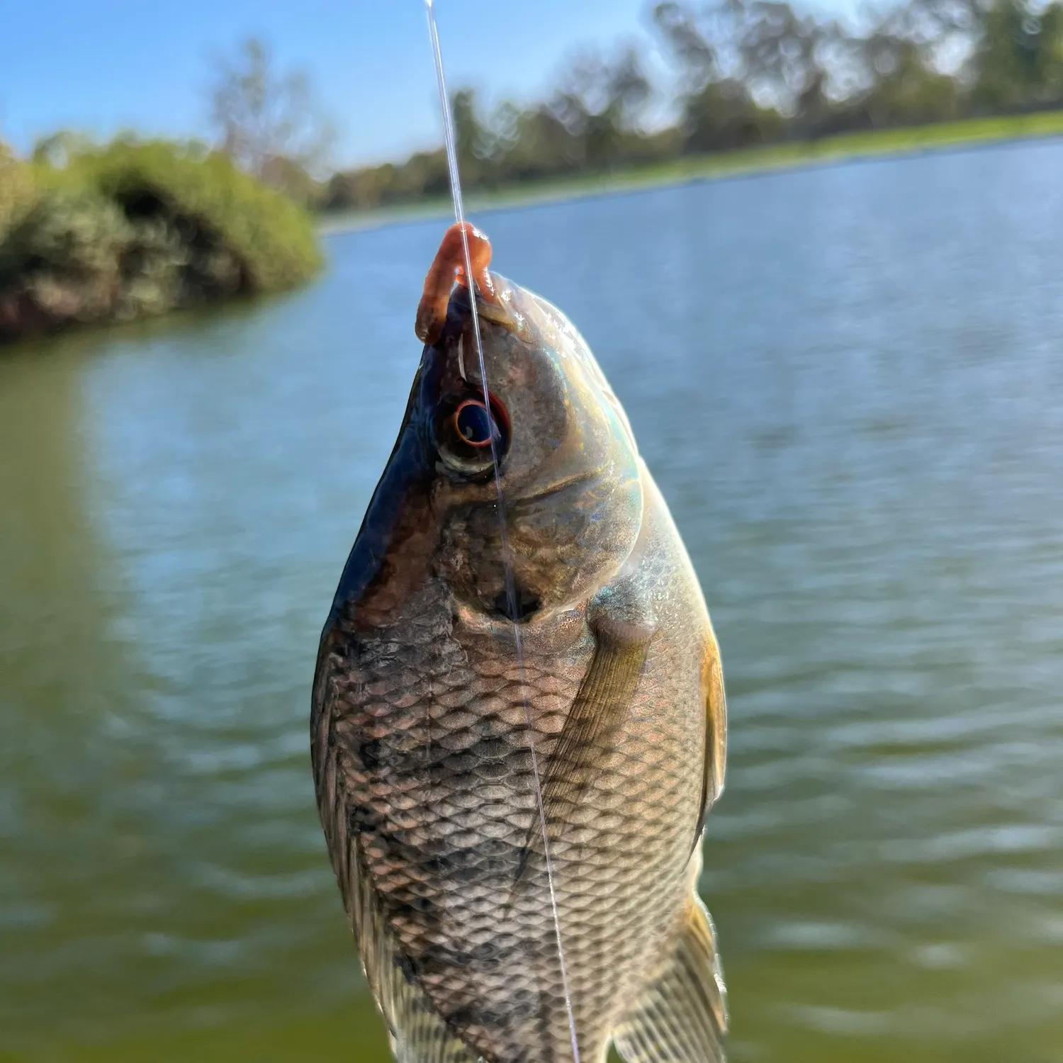 Nile tilapia caught on Fishbrain