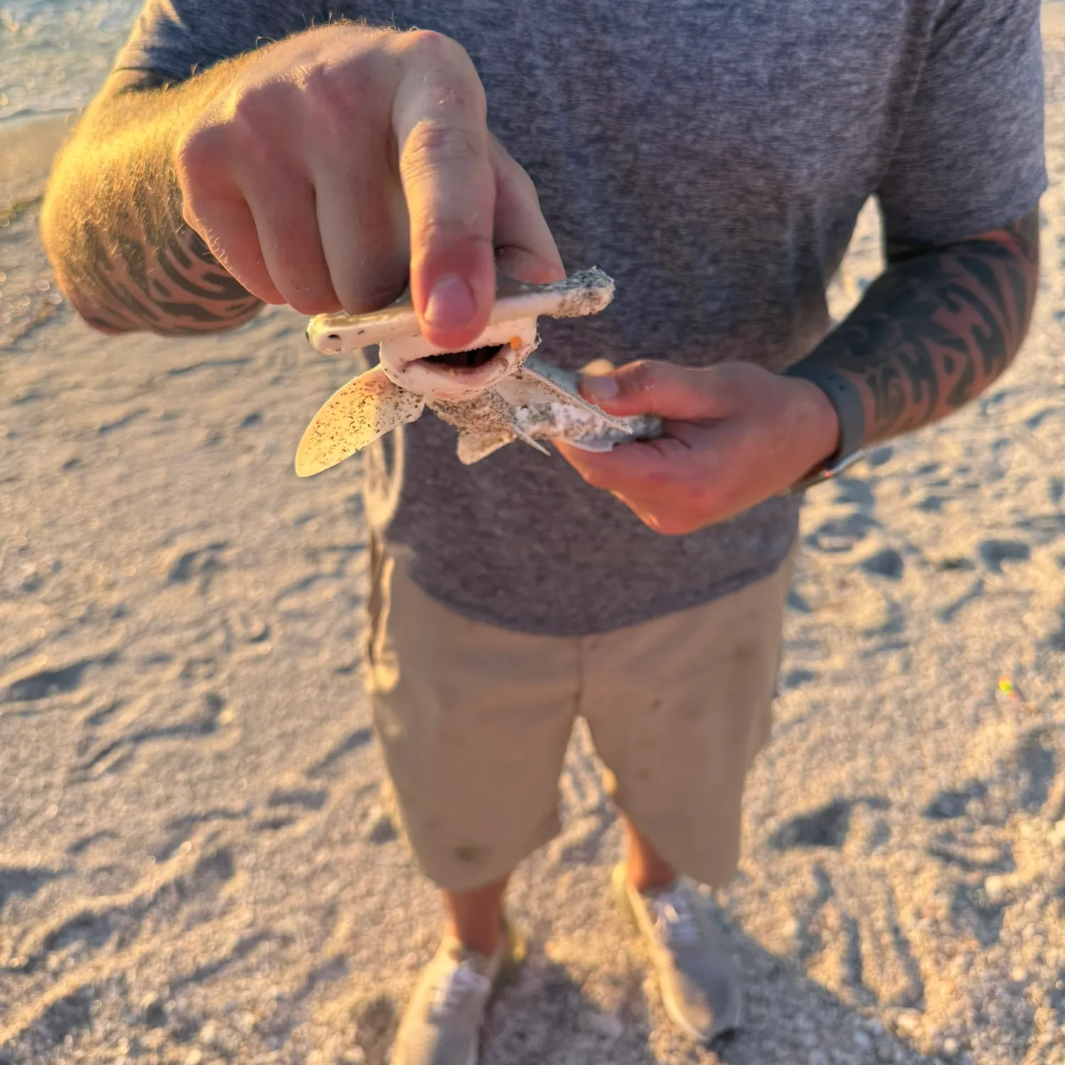 The most recent Bonnethead shark catches on Fishbrain