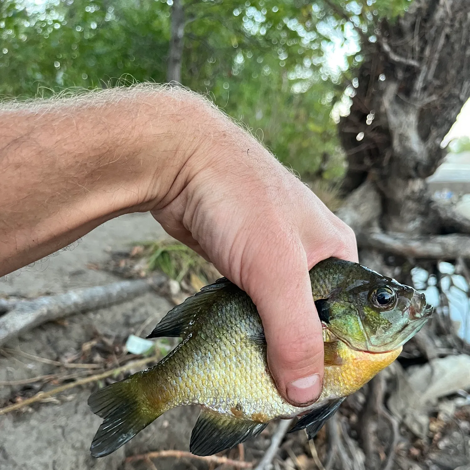 Bluegill caught on Fishbrain