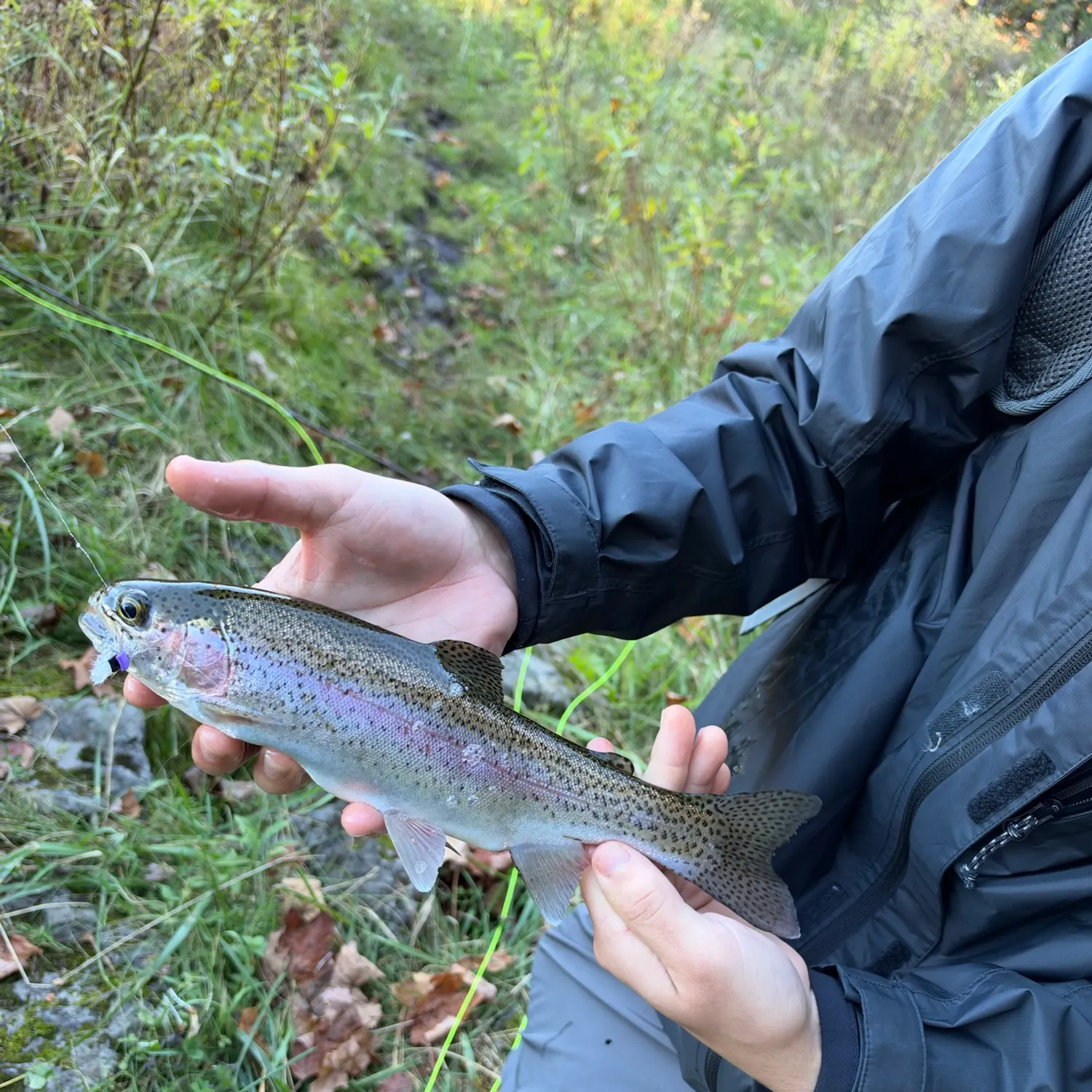 Rainbow trout caught on Fishbrain