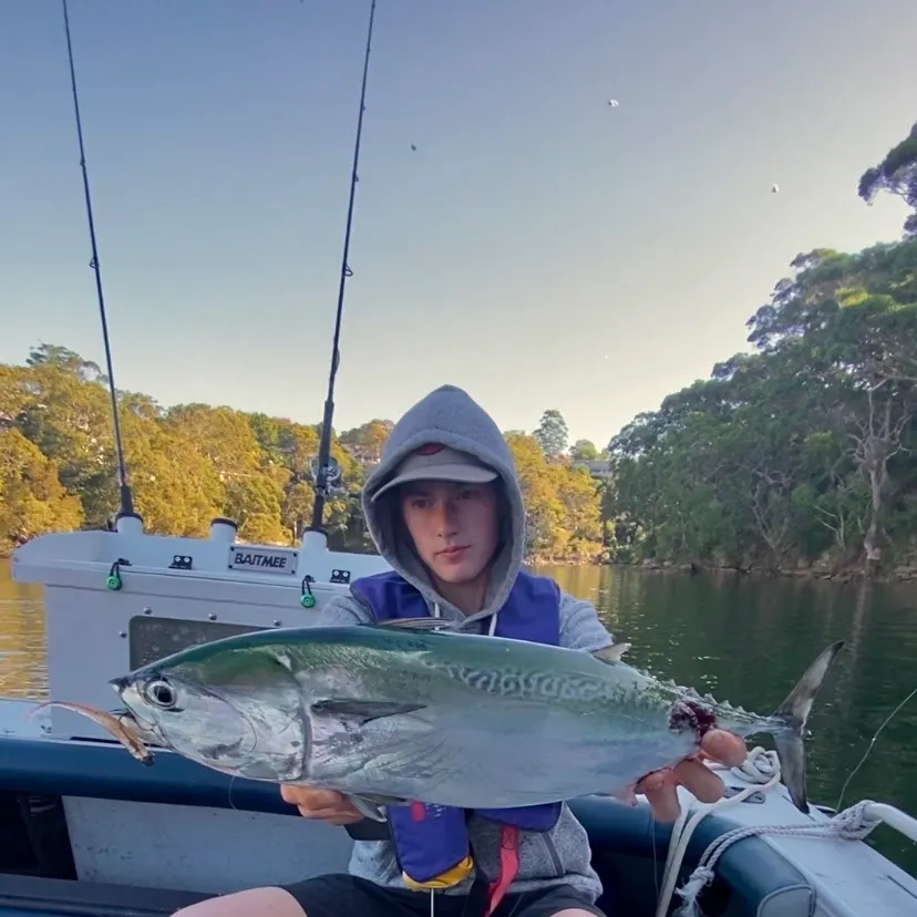 The most recent Frigate tuna catches on Fishbrain