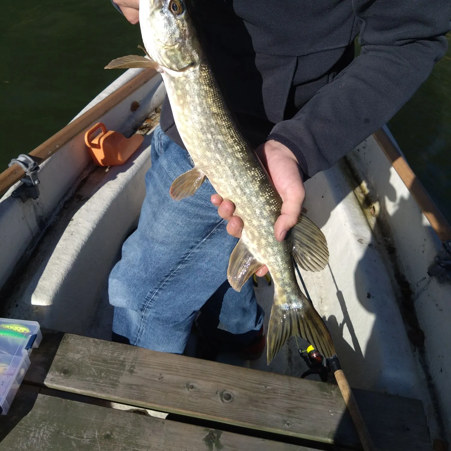Northern pike caught on Fishbrain