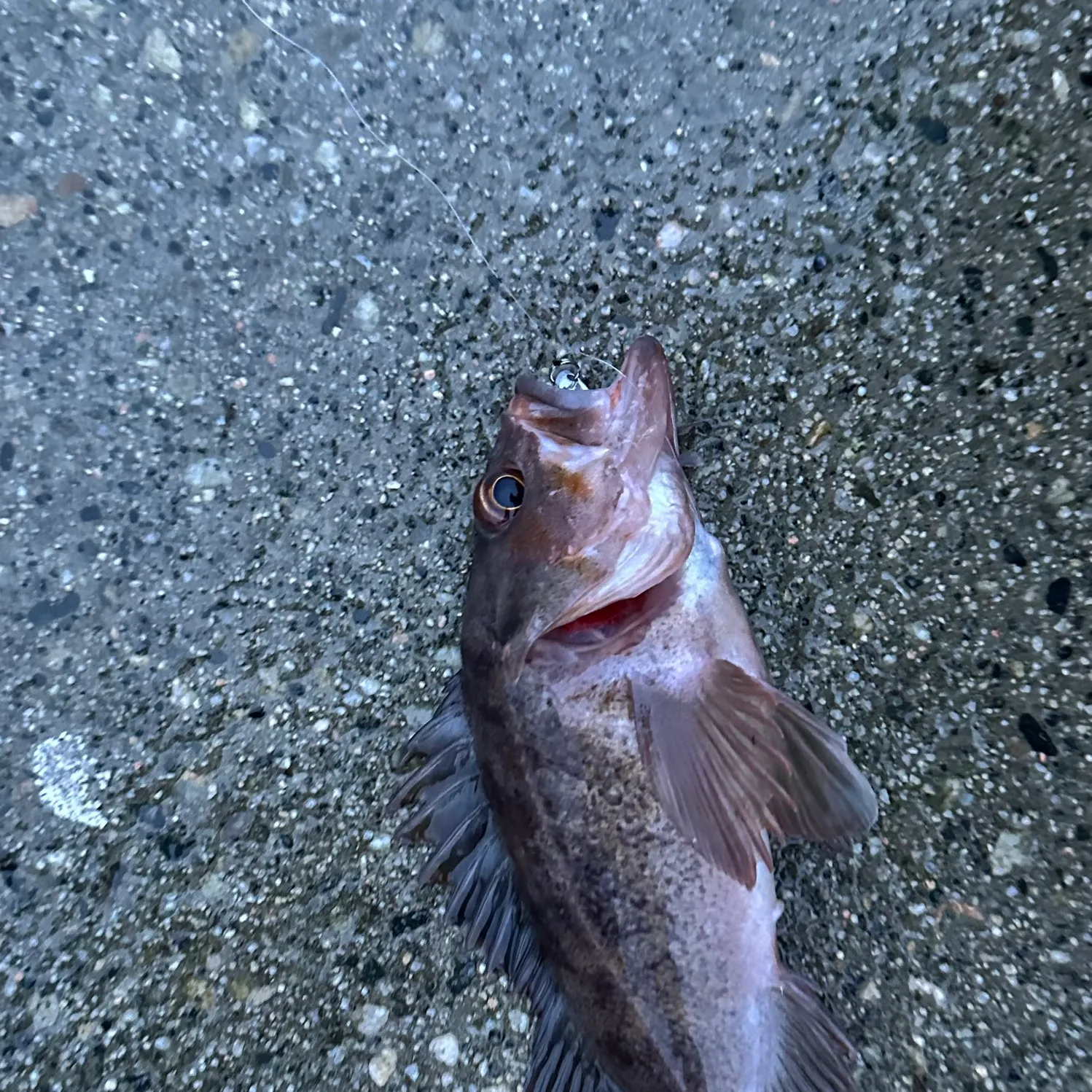 The most recent Blue rockfish catches on Fishbrain