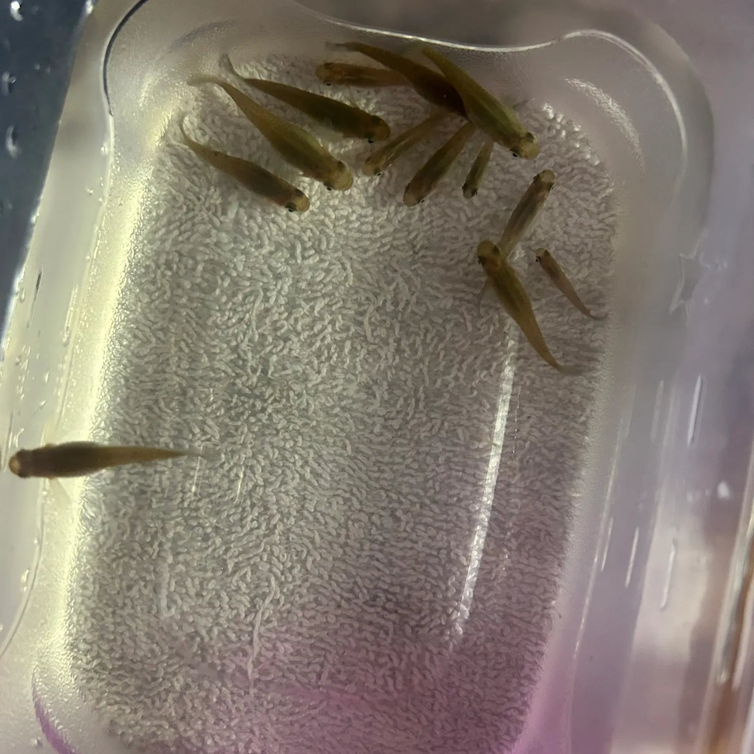 The most recent Eastern mosquitofish catches on Fishbrain