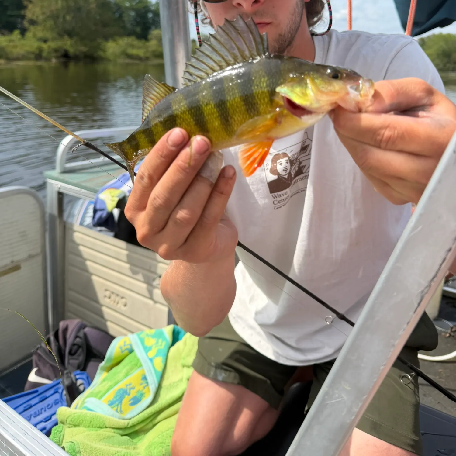 Yellow perch caught on Fishbrain