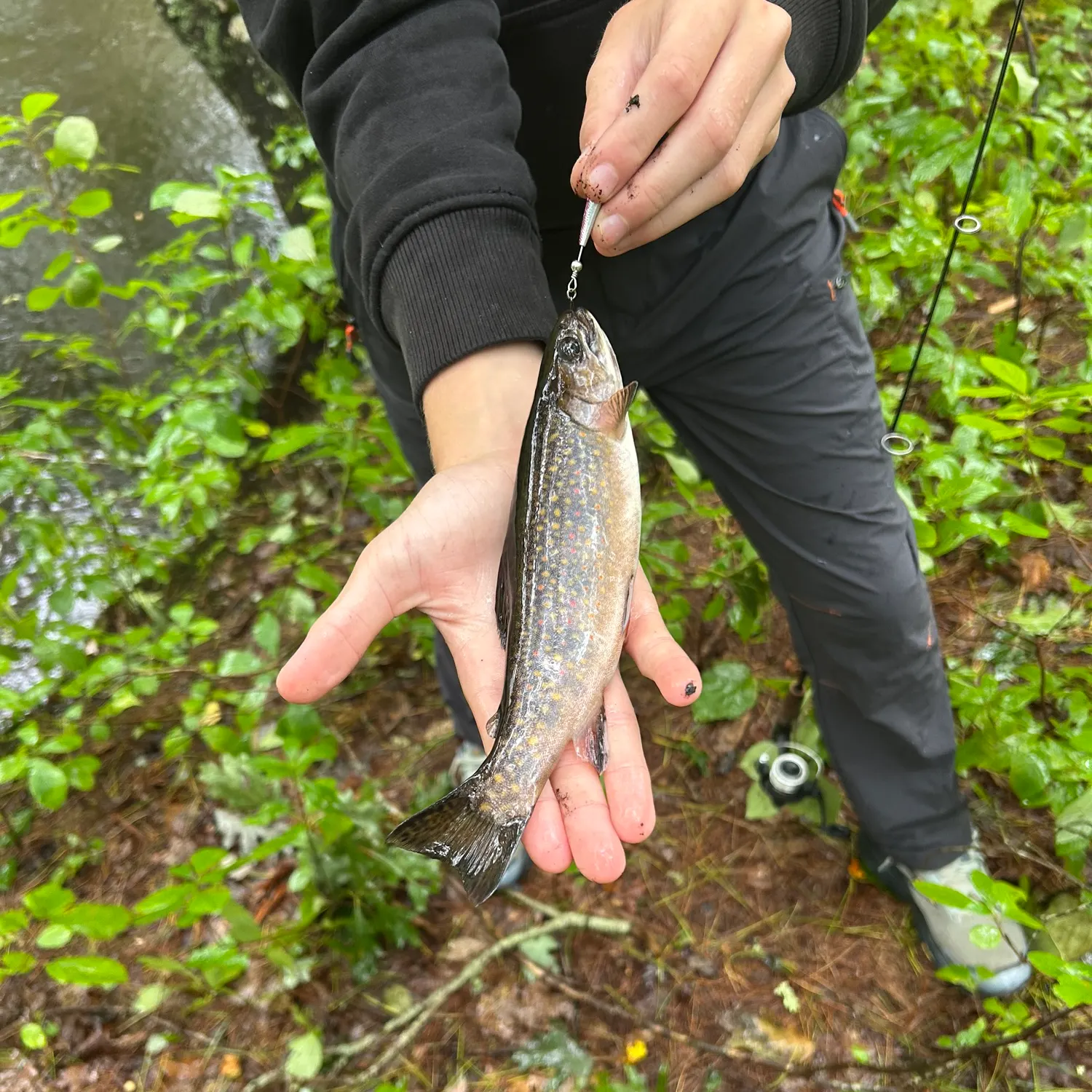 Brook trout caught on Fishbrain