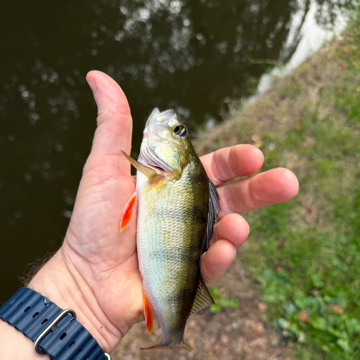 European perch caught on Fishbrain