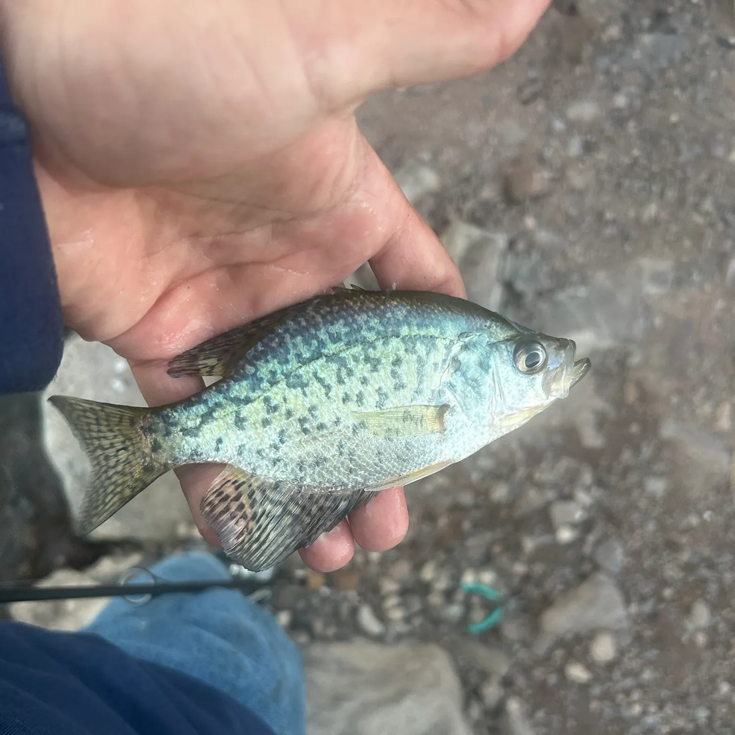 Black crappie caught on Fishbrain